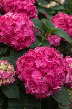 Summer Crush Endless Summer Hydrangea - 1 Gallon Pot -Foxtail Plant Shop Hydrangea Summer Crush Endless Summer 6