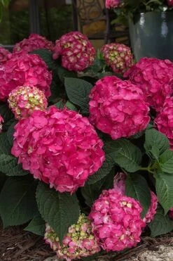 Summer Crush Endless Summer Hydrangea - 6 Gallon Pot (COPY) -Foxtail Plant Shop Hydrangea Summer Crush Endless Summer 7 1