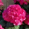 Summer Crush Endless Summer Hydrangea - 6 Gallon Pot (COPY) 18 Summer Crush Endless Summer Hydrangea - 6 Gallon Pot (COPY) -Foxtail Plant Shop Hydrangea Summer Crush Endless Summer 8 1