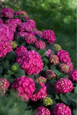 Summer Crush Endless Summer Hydrangea - 3 Gallon Pot -Foxtail Plant Shop Hydrangea Summer Crush Endless Summer 9 4