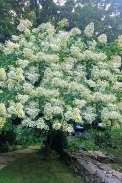 Tardiva Hydrangea - 3 Gallon Pot -Foxtail Plant Shop Hydrangea Tardiva 16