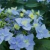 Tuff Stuff Ah-Ha Mountain Hydrangea - 3 Gallon Pot -Foxtail Plant Shop Hydrangea Tuff Stuff 2