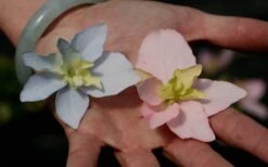 Tuff Stuff Ah-Ha Mountain Hydrangea - 3 Gallon Pot 10 Tuff Stuff Ah-Ha Mountain Hydrangea - 3 Gallon Pot -Foxtail Plant Shop Hydrangea Tuff Stuff 3