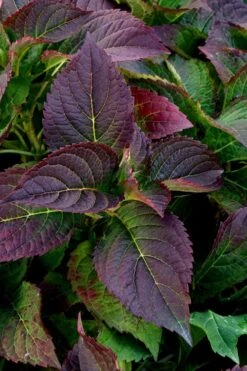 Tuff Stuff Ah-Ha Mountain Hydrangea - 3 Gallon Pot 11 Tuff Stuff Ah-Ha Mountain Hydrangea - 3 Gallon Pot -Foxtail Plant Shop Hydrangea Tuff Stuff 4