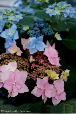 Tuff Stuff Ah-Ha Mountain Hydrangea - 3 Gallon Pot 9 Tuff Stuff Ah-Ha Mountain Hydrangea - 3 Gallon Pot -Foxtail Plant Shop Hydrangea Tuff Stuff 5