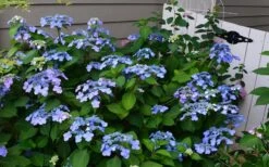 Twist-N-Shout Endless Summer Hydrangea - 3 Gallon Pot -Foxtail Plant Shop Hydrangea Twist N Shout Blue Flowers 3 1