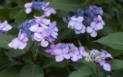 Twist-N-Shout Endless Summer Hydrangea - 3 Gallon Pot -Foxtail Plant Shop Hydrangea Twist N Shout Lavender Flowers 2 1