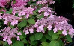 Twist-N-Shout Endless Summer Hydrangea - 3 Gallon Pot -Foxtail Plant Shop Hydrangea Twist N Shout Pink Flowers 2 1