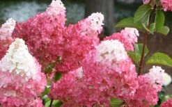 Vanilla Strawberry Hydrangea - 1 Gallon Pot 10 Vanilla Strawberry Hydrangea - 1 Gallon Pot -Foxtail Plant Shop Hydrangea Vanilla Strawberry 3 2