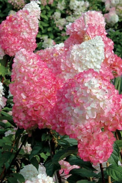 Vanilla Strawberry Hydrangea (Single Trunk Tree Form) - 7 Gallon Pot (5-7') -Foxtail Plant Shop Hydrangea Vanilla Strawberry BS 3