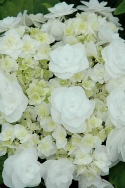 Double Delights Wedding Gown Lacecap Hydrangea - 3 Gallon Pot 11 Double Delights Wedding Gown Lacecap Hydrangea - 3 Gallon Pot -Foxtail Plant Shop Hydrangea Wedding Gown 2