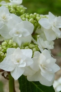 Double Delights Wedding Gown Lacecap Hydrangea - 3 Gallon Pot 10 Double Delights Wedding Gown Lacecap Hydrangea - 3 Gallon Pot -Foxtail Plant Shop Hydrangea Wedding Gown 23