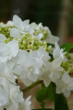 Double Delights Wedding Gown Lacecap Hydrangea - 3 Gallon Pot 13 Double Delights Wedding Gown Lacecap Hydrangea - 3 Gallon Pot -Foxtail Plant Shop Hydrangea Wedding Gown 4