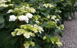 Double Delights Wedding Gown Lacecap Hydrangea - 3 Gallon Pot 12 Double Delights Wedding Gown Lacecap Hydrangea - 3 Gallon Pot -Foxtail Plant Shop Hydrangea Wedding Gown 6
