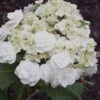 Double Delights Wedding Gown Lacecap Hydrangea - 3 Gallon Pot -Foxtail Plant Shop Hydrangea Wedding Gown 8
