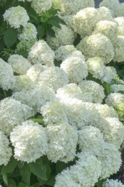 White Wedding Hydrangea - 2 Gallon Pot 7 White Wedding Hydrangea - 2 Gallon Pot -Foxtail Plant Shop Hydrangea White Wedding 5 x750