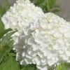 White Wedding Hydrangea - 2 Gallon Pot -Foxtail Plant Shop Hydrangea White Wedding Closeup 5 x750