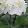 Zebra Hydrangea - 1 Gallon Pot -Foxtail Plant Shop Hydrangea Zebra 500x750 1