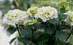 Zebra Hydrangea - 1 Gallon Pot -Foxtail Plant Shop Hydrangea Zebra Flowers