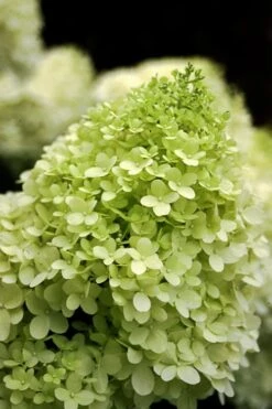 Limelight PeeGee Hydrangea - 3 Gallon Pot 12 Limelight PeeGee Hydrangea - 3 Gallon Pot -Foxtail Plant Shop Hydrangea limelightf BS 2