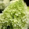 Limelight PeeGee Hydrangea - 6 Pack Of 1 Gallon Pots -Foxtail Plant Shop Hydrangea limelightf BS 4