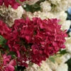 Diamond Rouge Hydrangea - 3 Gallon Pot -Foxtail Plant Shop Hydrangia Diamond Rouge 3