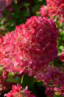 Diamond Rouge Hydrangea - 3 Gallon Pot -Foxtail Plant Shop Hydrangia Diamond Rouge 5