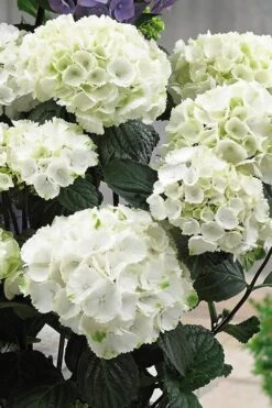 Zebra Hydrangea - 1 Gallon Pot -Foxtail Plant Shop Hydrangrea Zebra 12