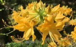 Admiral Semmes Native Azalea - Rhododendron - 3 Gallon Pot -Foxtail Plant Shop Native Azalea Admiral Semmes 13