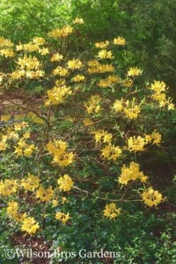 Admiral Semmes Native Azalea - Rhododendron - 3 Gallon Pot -Foxtail Plant Shop Native Azalea Admiral Semmes 22 500x750 1