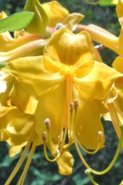 Admiral Semmes Native Azalea - Rhododendron - 3 Gallon Pot -Foxtail Plant Shop Native Azalea Admiral Semmes 500x750 1