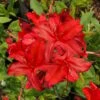 Augies Red Aromi Azalea (Rhododendron Hybrid) - 3 Gallon Pot -Foxtail Plant Shop Native Azalea Augies Red 3