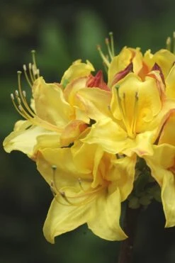 Canary Isles Aromi Azalea (Rhododendron Hybrid) - 3 Gallon Pot -Foxtail Plant Shop Native Azalea Canary Isles 4