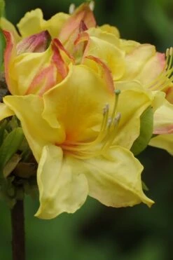 Canary Isles Aromi Azalea (Rhododendron Hybrid) - 3 Gallon Pot -Foxtail Plant Shop Native Azalea Canary Isles 5