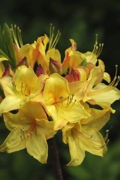 Canary Isles Aromi Azalea (Rhododendron Hybrid) - 3 Gallon Pot -Foxtail Plant Shop Native Azalea Canary Isles 7