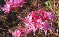 Candy Striper Native Azalea - Rhododendron Canescens - 3 Gallon Pot -Foxtail Plant Shop Native Azalea Candy Striper 1