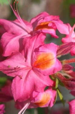 Country Cousin Pink Aromi Azalea (Rhododendron Hybrid) - 3 Gallon Pot -Foxtail Plant Shop Native Azalea Country Cousin 3