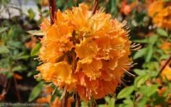 Dons Variegated Native Azalea - Rhododendron - 3 Gallon Pot -Foxtail Plant Shop Native Azalea Dons Variegated 10 1