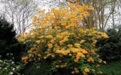 Escatawpa Florida Flame Native Azalea (Rhododendron Austrinum) - 3 Gallon Pot -Foxtail Plant Shop Native Azalea Escatawpa 4