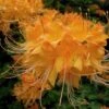 Escatawpa Florida Flame Native Azalea (Rhododendron Austrinum) - 3 Gallon Pot -Foxtail Plant Shop Native Azalea Escatawpa 6
