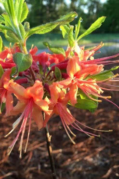 Evening Sunset Native Azalea (Rhododendron Austrinum) - 3 Gallon Pot -Foxtail Plant Shop Native Azalea Evening Sunset 1