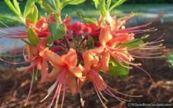 Evening Sunset Native Azalea (Rhododendron Austrinum) - 3 Gallon Pot -Foxtail Plant Shop Native Azalea Evening Sunset 2