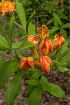 Flame Azalea (Rhododendron Calendulaceum) - 3 Gallon Pot 12 Flame Azalea (Rhododendron Calendulaceum) - 3 Gallon Pot -Foxtail Plant Shop Native Azalea Flame 14