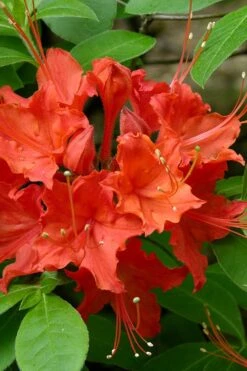 Flame Azalea (Rhododendron Calendulaceum) - 3 Gallon Pot 13 Flame Azalea (Rhododendron Calendulaceum) - 3 Gallon Pot -Foxtail Plant Shop Native Azalea Flame 16