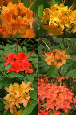 Flame Azalea (Rhododendron Calendulaceum) - 3 Gallon Pot 11 Flame Azalea (Rhododendron Calendulaceum) - 3 Gallon Pot -Foxtail Plant Shop Native Azalea Flame 17