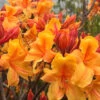 Four Kings Aromi Azalea (Rhododendron Hybrid) - 3 Gallon Pot -Foxtail Plant Shop Native Azalea Four Kings 7