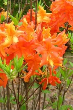 Frontier Gold Aromi Azalea (Rhododendron Hybrid) - 1 Gallon Pot -Foxtail Plant Shop Native Azalea Frontier Gold 2