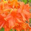 Frontier Gold Aromi Azalea (Rhododendron Hybrid) - 3 Gallon Pot -Foxtail Plant Shop Native Azalea Frontier Gold 3 1