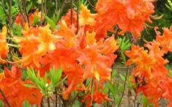 Frontier Gold Aromi Azalea (Rhododendron Hybrid) - 3 Gallon Pot -Foxtail Plant Shop Native Azalea Frontier Gold 4 1