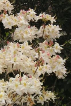 High Tide Aromi Azalea (Deciduous Rhododendron Hybrid) - 3 Gallon Pot -Foxtail Plant Shop Native Azalea High Tide 10